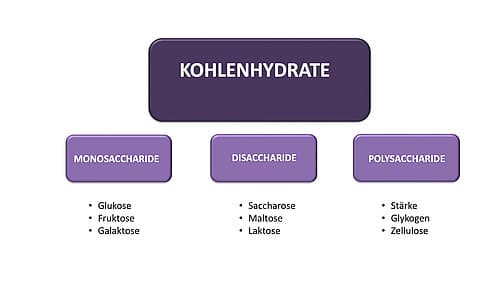 Über die Bedeutung von Kohlenhydraten in der Ernährung