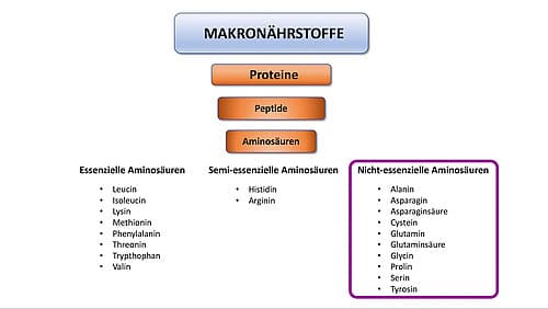 Alles zu Proteinen in der veganen Ernährung
