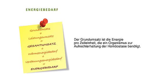 Die Berechnung des täglichen Kalorienbedarfs